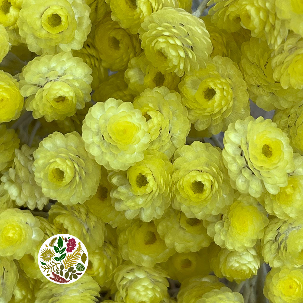 Helichrysum &#39;Italicum&#39; (Natural Yellow) (DRY) (Various Sizes)