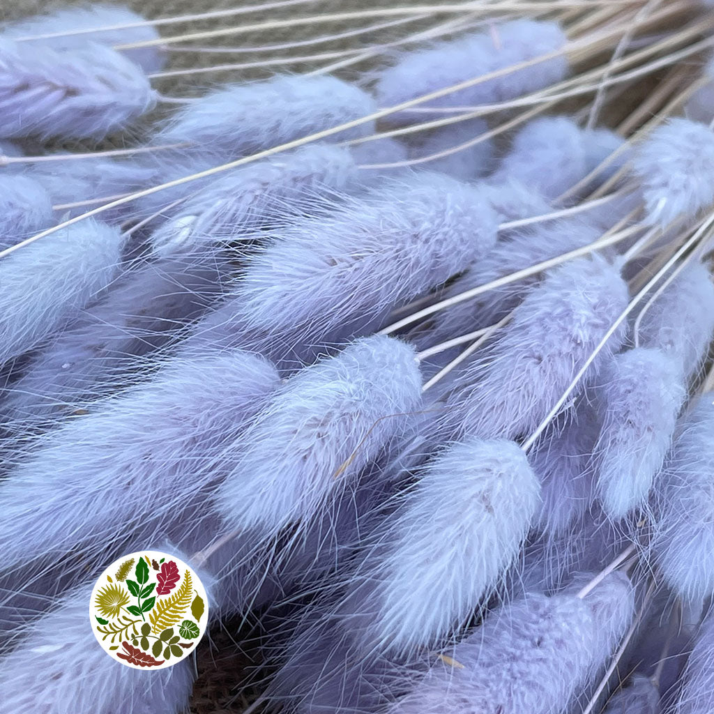 Grass &#39;Lagurus&#39; (Painted/Bleached) (DRY) (Various Colours)