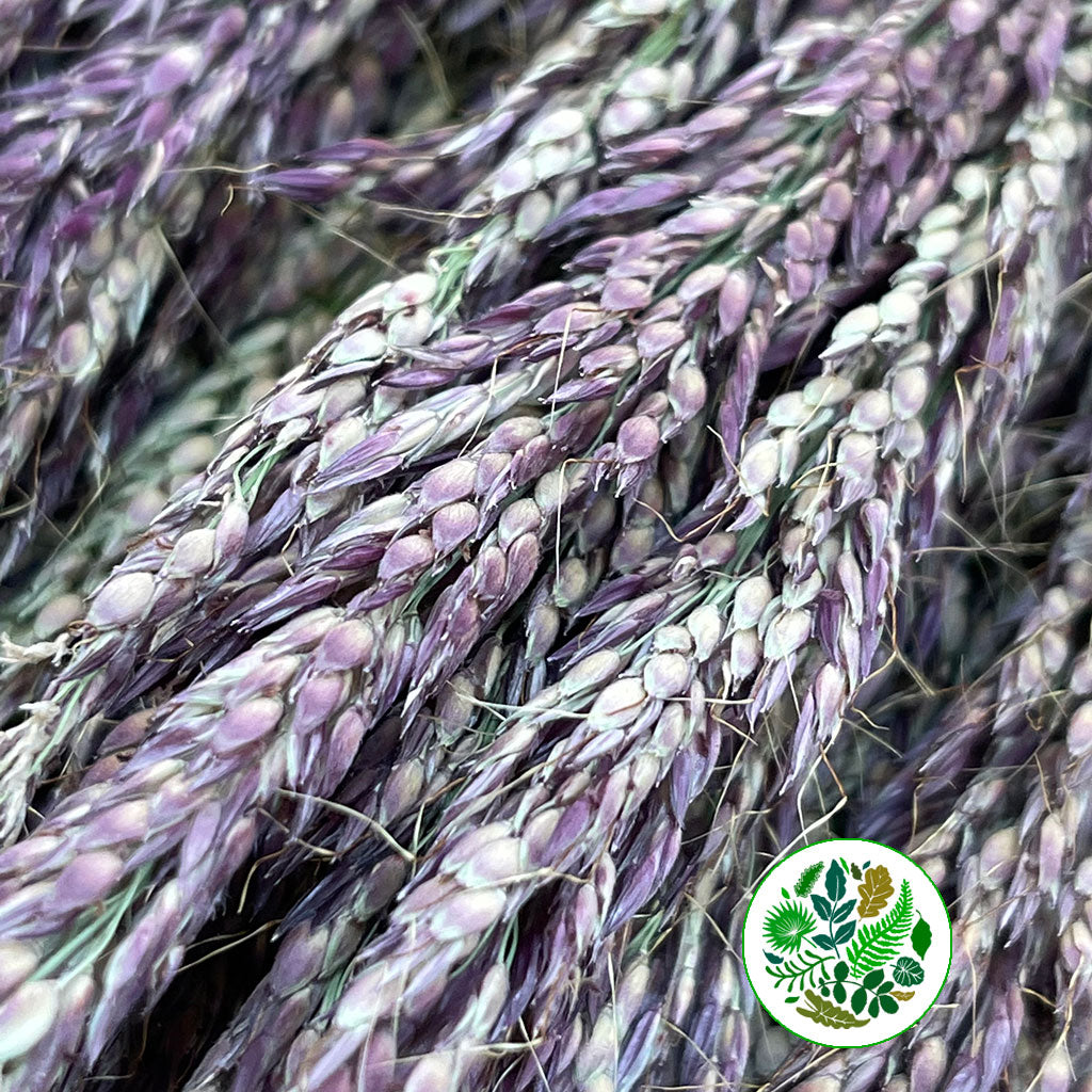 Grass 'Panicum' (Umbrella)(Various Sizes)