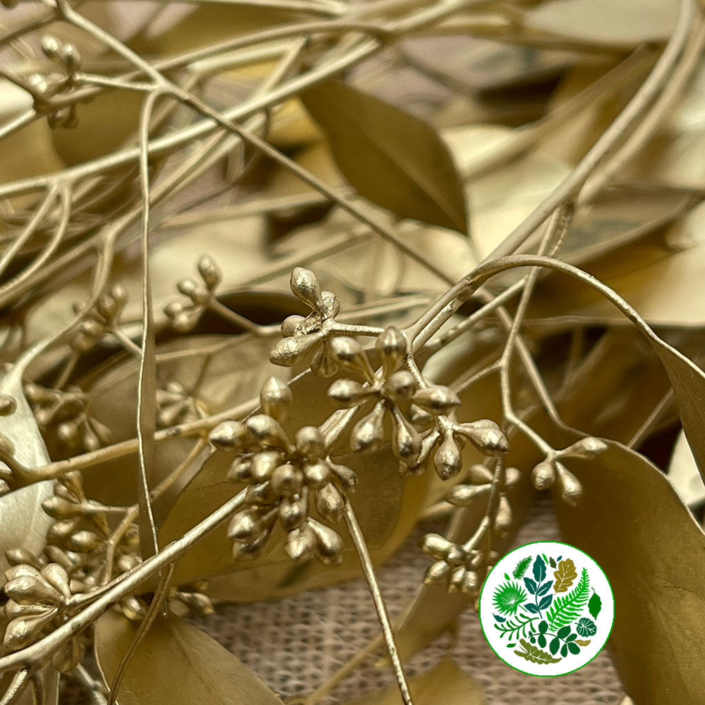 Eucalyptus 'Populus Berried' (Painted) (Various Colours) (200g)