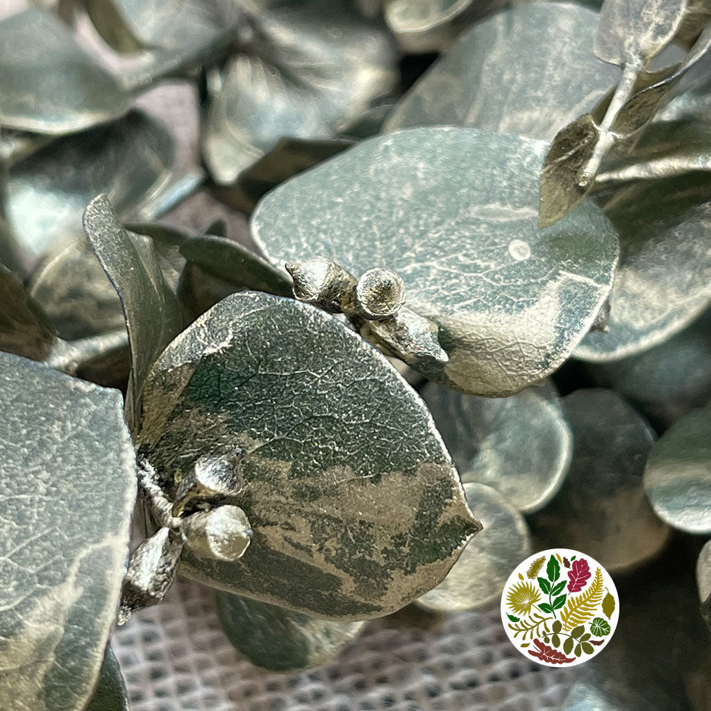 Eucalyptus 'Baby Blue' (Preserved & Painted) (DRY) (Various Colours)
