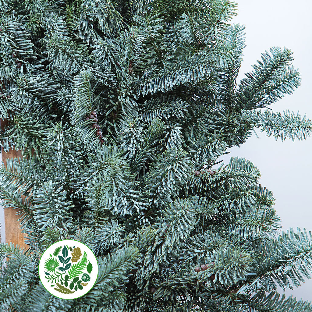 'Blue Pine' Wreaths (Various Sizes) (Metal Mossed Frames)