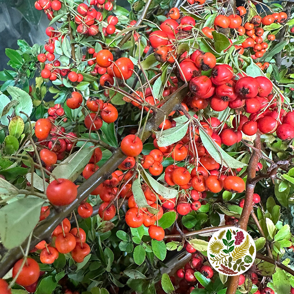 Pyracantha 'Berried' (Wild) (Various Sizes)