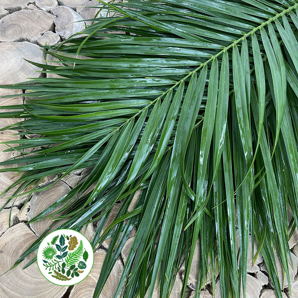 Palm &#39;Phoenix&#39; Leaves (Various Sizes)