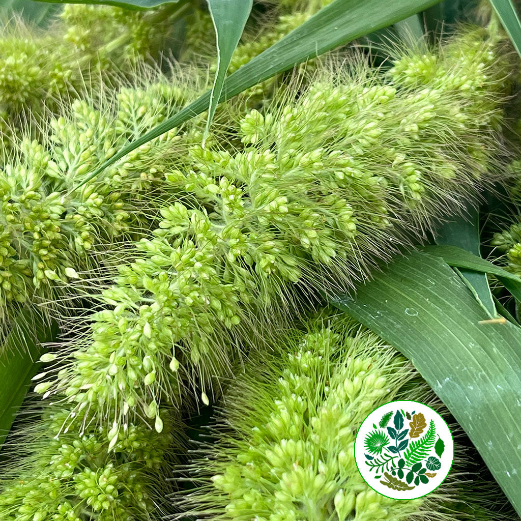 Setaria Italica 'Volle Melk' Grass (Various Lengths)
