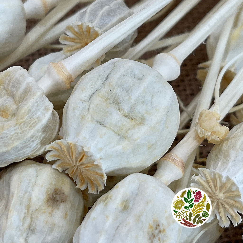 Poppy &#39;Heads&#39; (Bleached) (Various Sizes) (DRY)