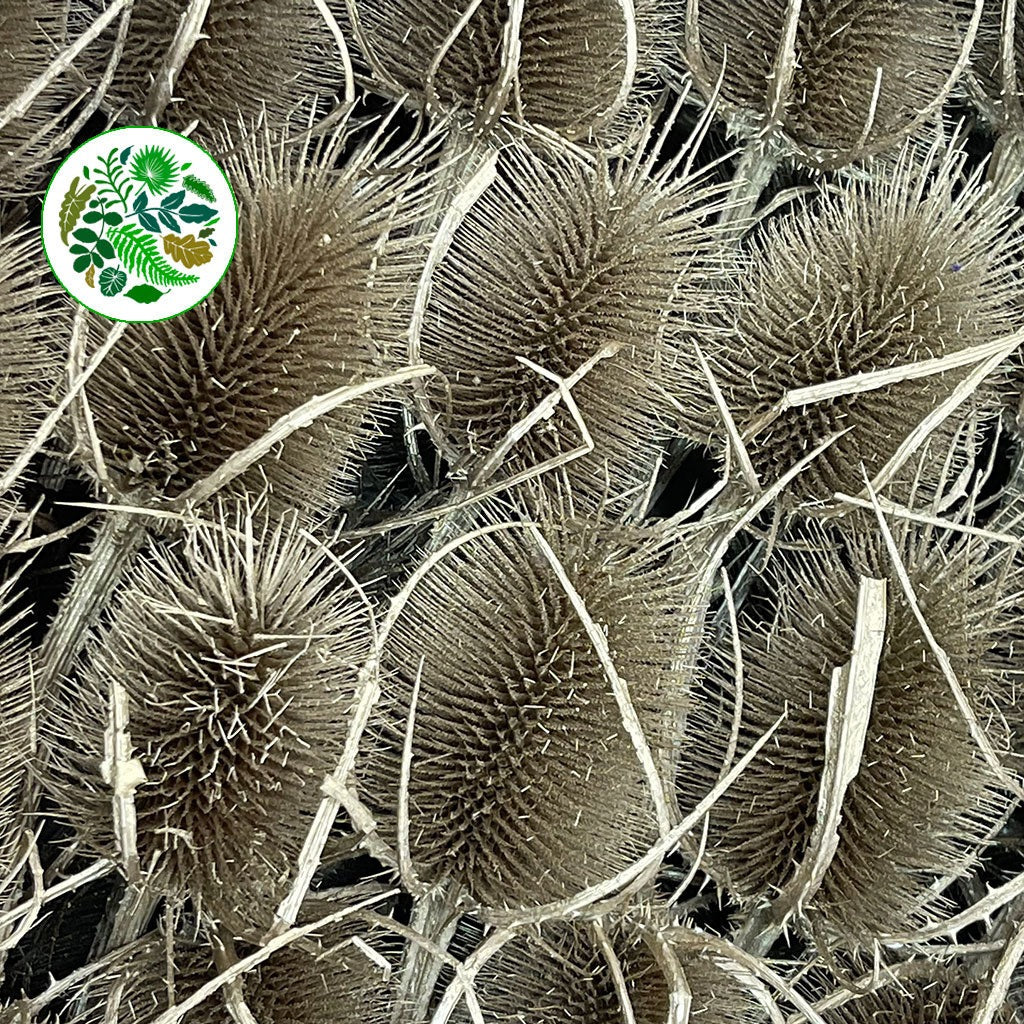 Thistle &#39;Heads&#39; (Coloured/Bleached) (DRY) (Various Colours)