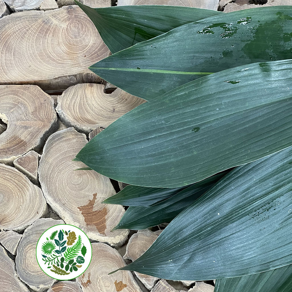 Aspidistra &#39;Green&#39; (Various Lengths)