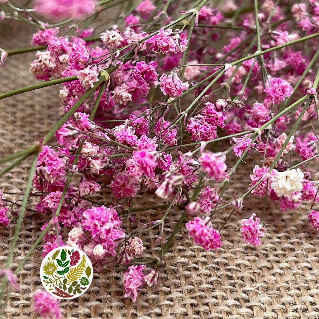 Gypsophila (Painted) (DRY) (Various Colours)