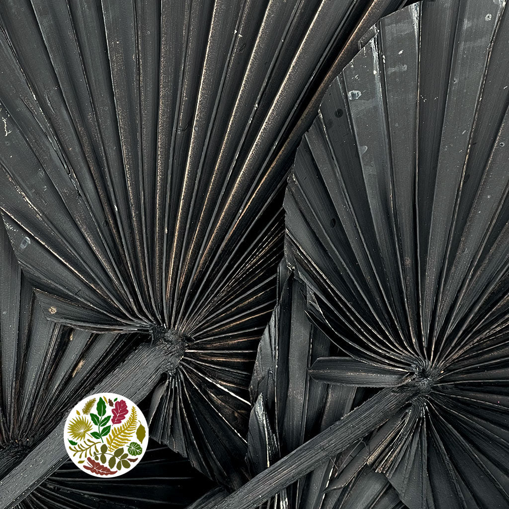 Palm 'Spear Palm' (Medium) (Painted) (DRY) (Various Colours) (x5)