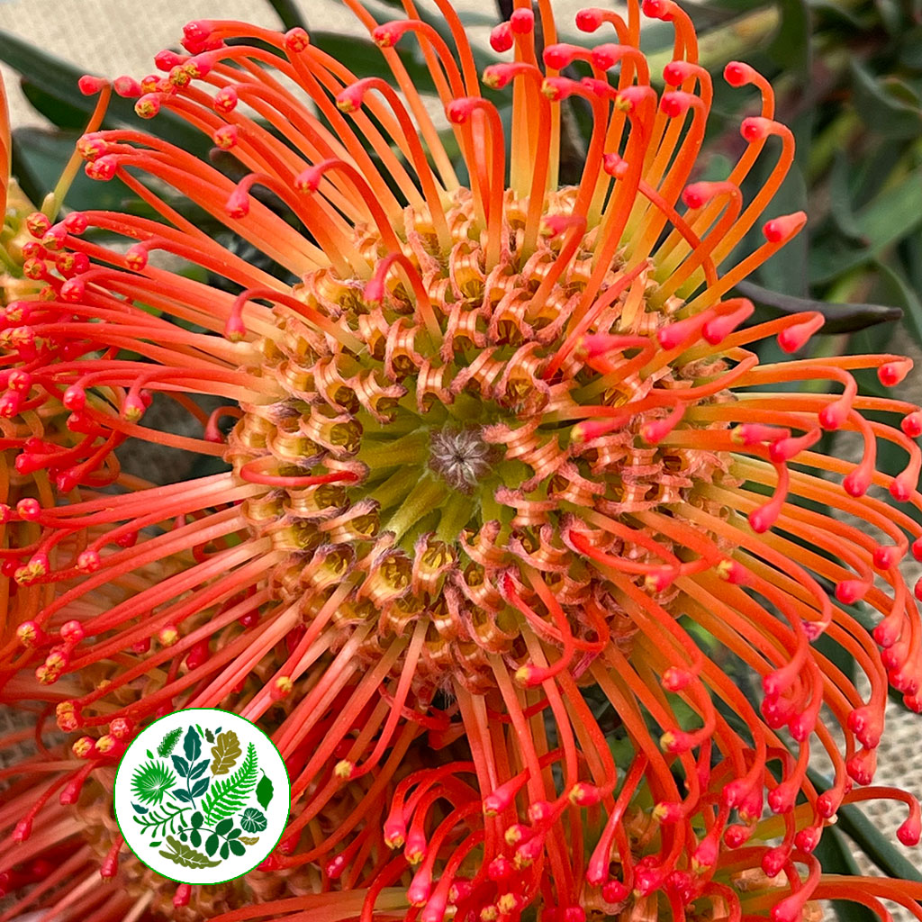 Pincushion Protea &#39;Succession&#39; (Various Lengths)
