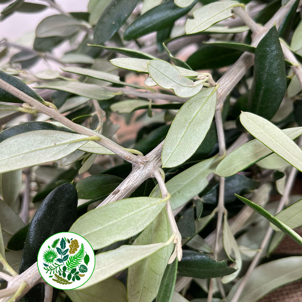 Olive &#39;Foliage&#39; (Cultivated) (Various Sizes)