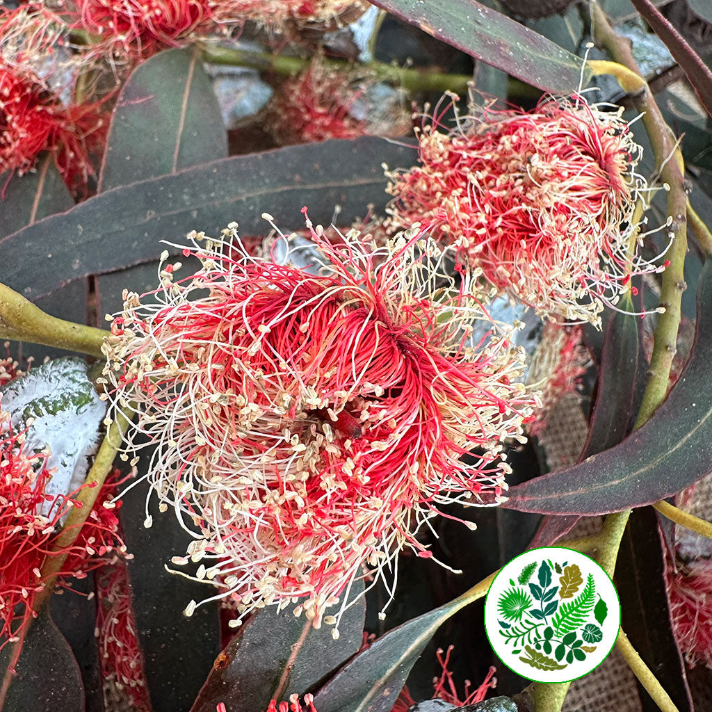 Eucalyptus &#39;Robusta Flowering&#39; 70cm 400g (Aspirated)(Various Colours)