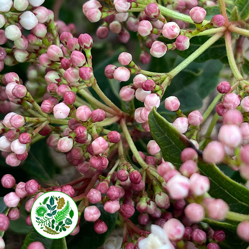 Viburnum  &#39;Flowering&#39; (Cultivated) (Various Sizes)