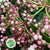 Viburnum  'Flowering' (Cultivated) (Various Sizes)
