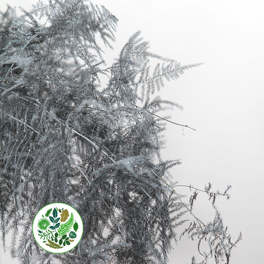Fern &#39;Asparagus&#39; (Painted/Glitter) 65cm (Various Colours) (x50)