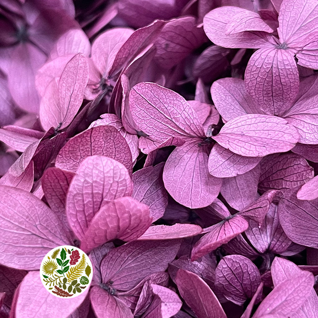 Hydrangea Flower (x2) (Various Colours) (DRY)