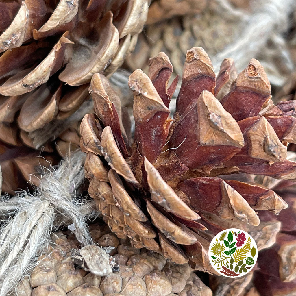 Garland &#39;Cone Cluster&#39; (Natural) (DRY) (Various Sizes)