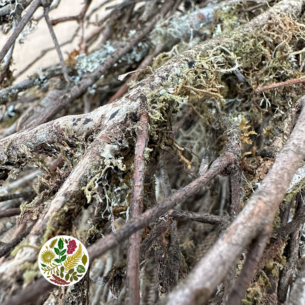 Lichen 'Epiphytic' (DRY) (Small)