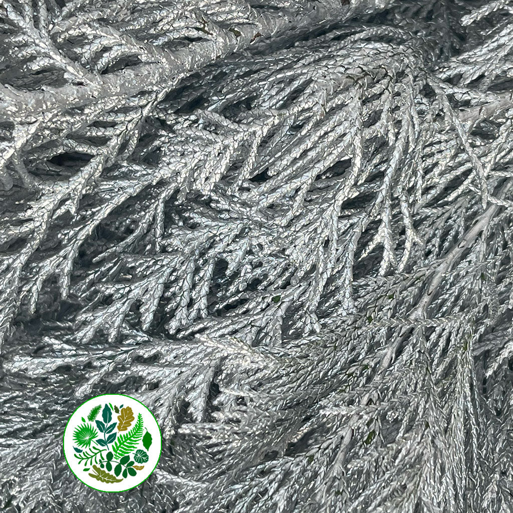 Conifer (Painted) (Various Colours)