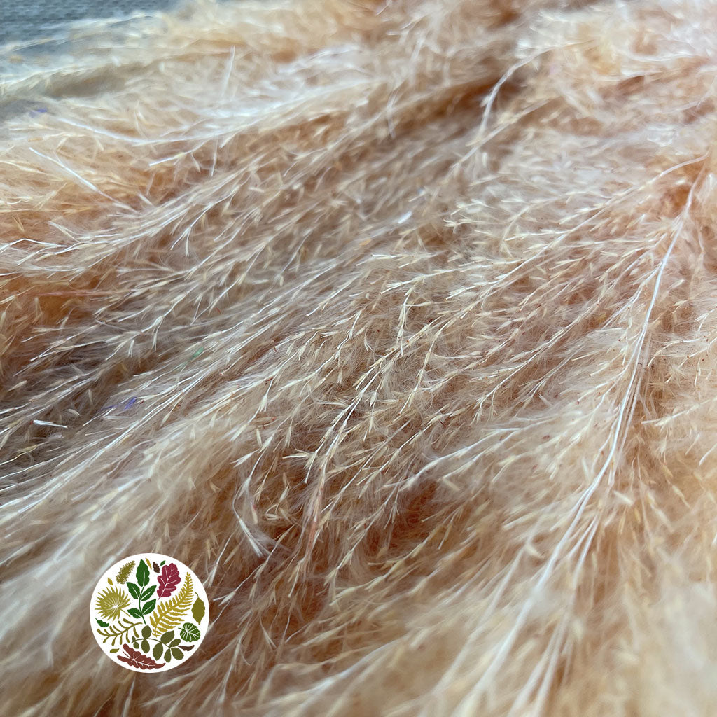 Grass 'Pampas' (Dadang) (Coloured) (DRY) (Various Sizes)