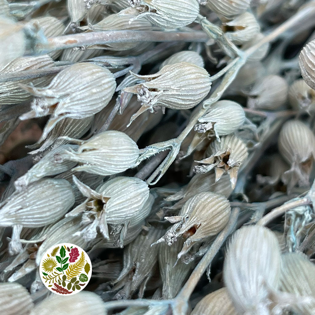 Grass 'Silene Conica' (Coloured Various) (DRY) 40cm