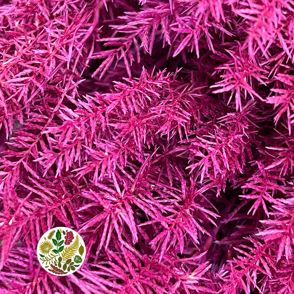 Grass &#39;Umbrella Heads&#39; (Painted) (DRY) (Various Colours) (x10)