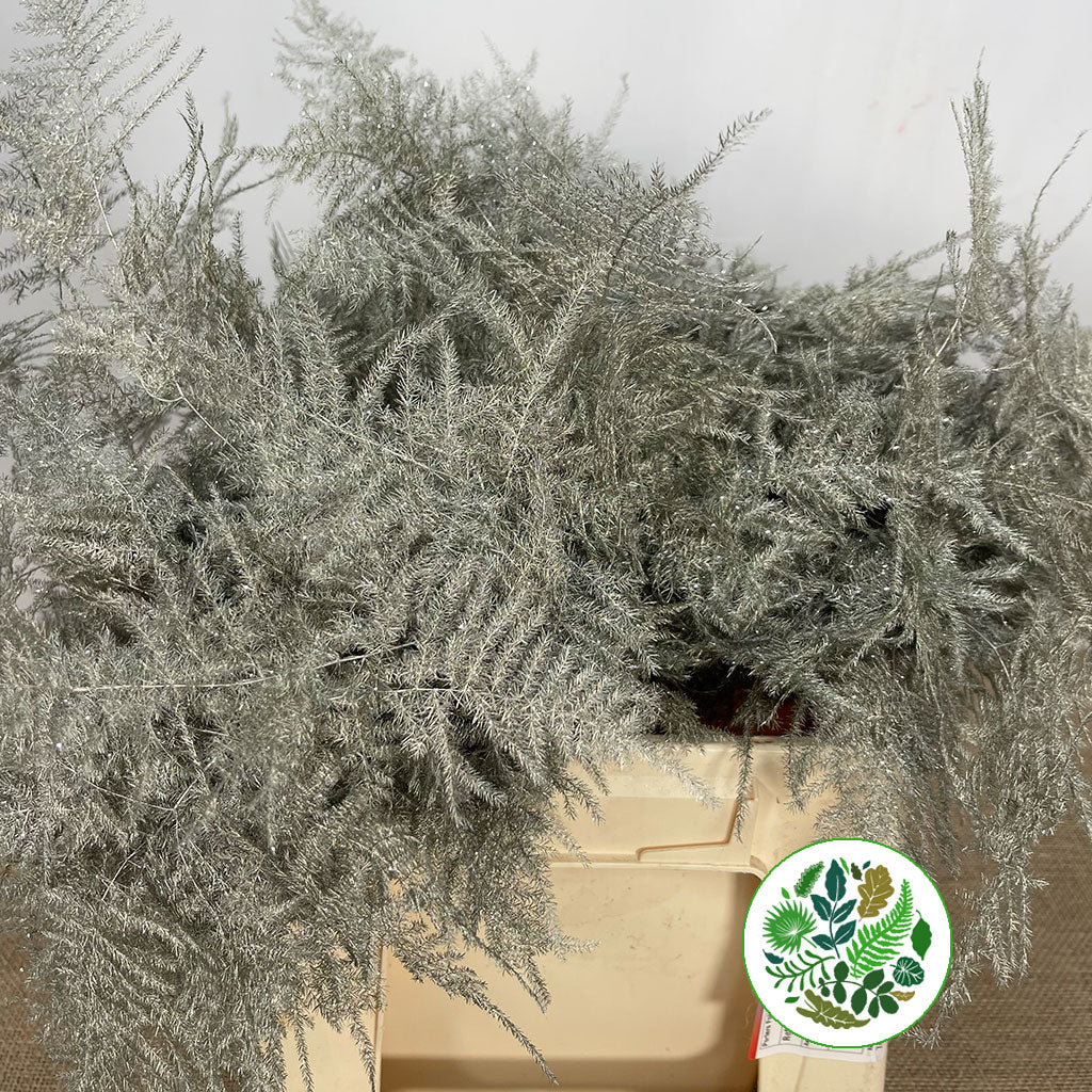 Fern &#39;Asparagus&#39; (Painted/Glitter) 45cm (Various Colours) (x50)