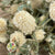 Gomphrena (Various Colours) 55cm (DRY) (Bunch)