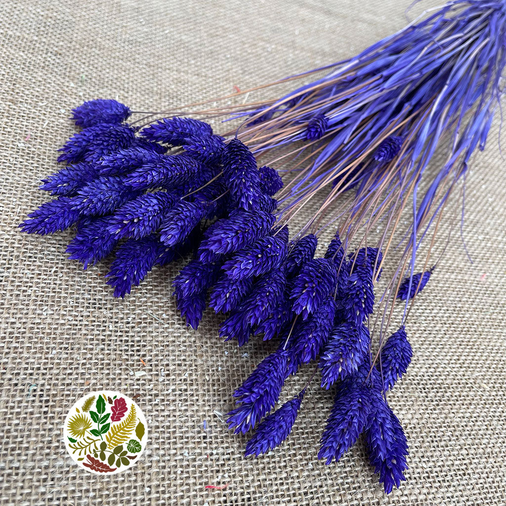 Grass 'Phalaris' (Painted) (DRY) (Various Colours)