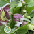 Pheasant Bush (Cultivated E) (Various Sizes)