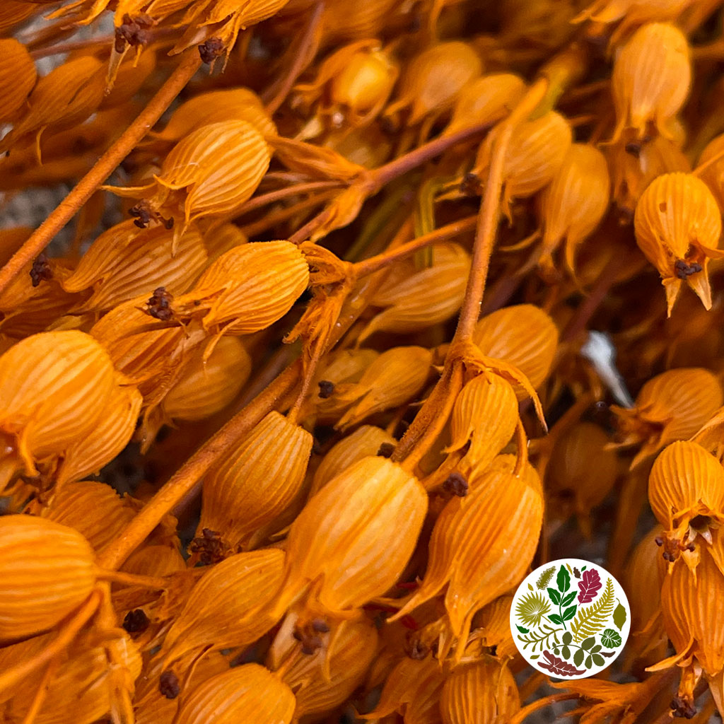 Grass 'Silene Conica' (Coloured Various) (DRY) 40cm