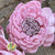 Shola 'Ranunculus' (Various Colours) (7pcs) 60cm
