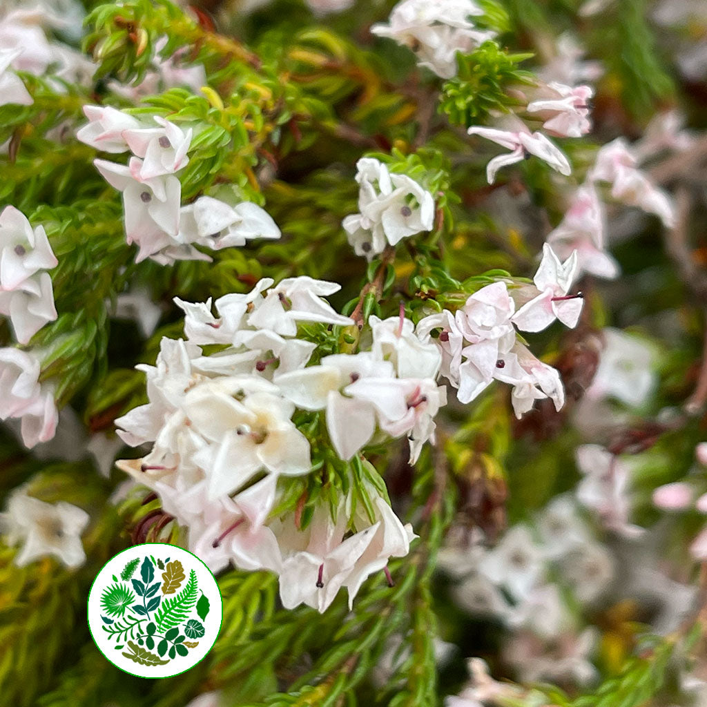 Heather (Erica) &#39;Four Sisters&#39; (Various Sizes)