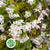 Heather (Erica) 'Four Sisters' (Various Sizes)