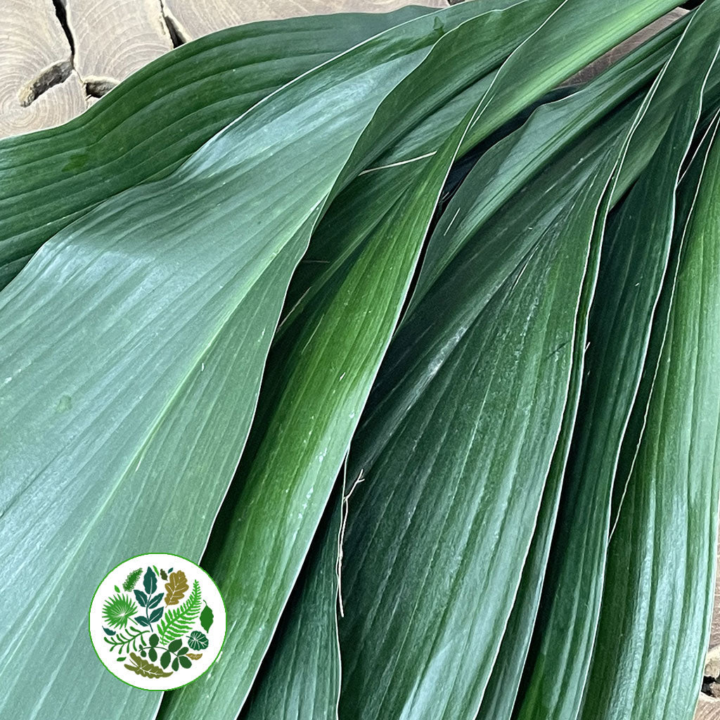 Aspidistra 'Green' (Various Lengths)