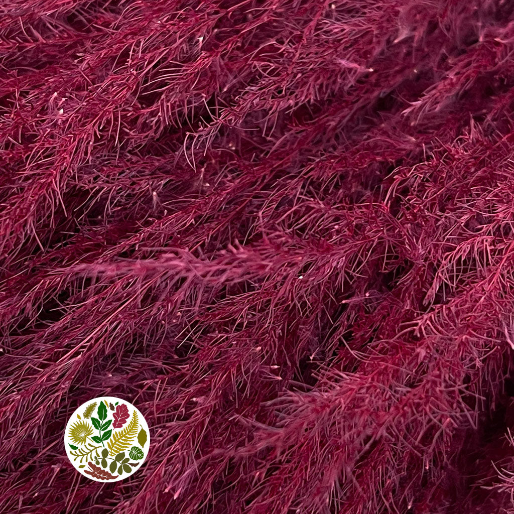 Grass &#39;Pampas&#39; (Sacuara) (Coloured) (DRY) (Various Sizes)