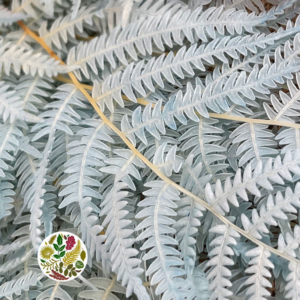 Fern &#39;Bracken&#39; (Preserved) (DRY) (Various Colours) 60-70cm