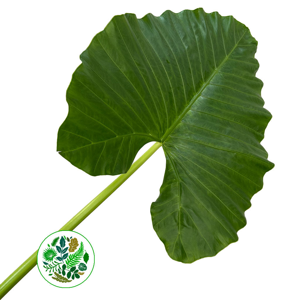 Alocasia 'Colocasia' Leaves (Green) (Various Sizes)