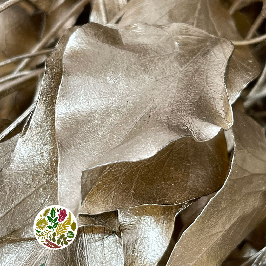 Ivy 'Foliage' (Preserved & Painted) (DRY) (Various Colours)