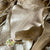 Ivy 'Foliage' (Preserved & Painted) (DRY) (Various Colours)