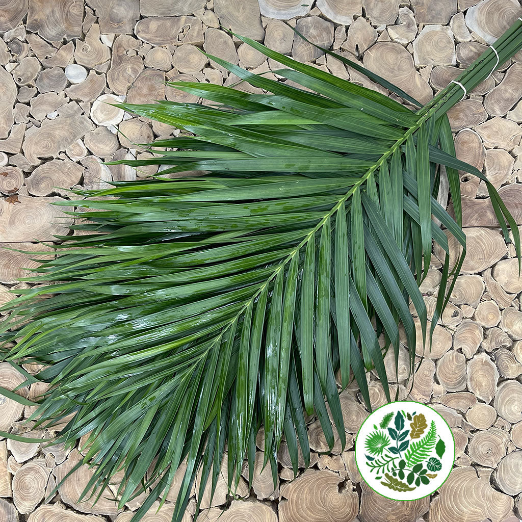 Palm &#39;Kentia&#39; Leaves (Various Sizes)