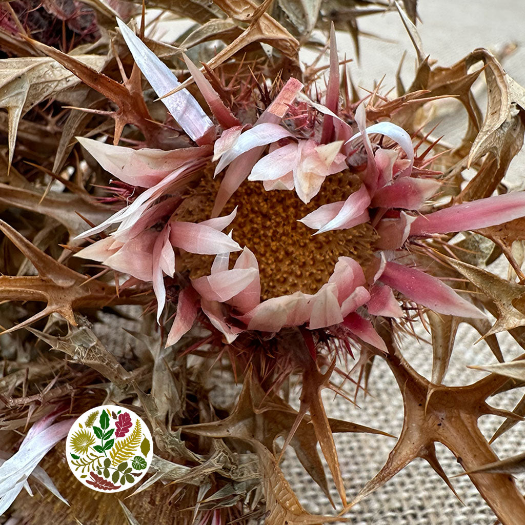 Thistle' Spray' (Natural) (DRY) 70cm