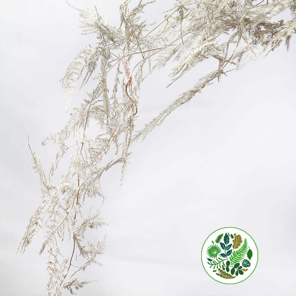 Fern 'Asparagus' (Painted) 65cm (Various Colours) (x50)