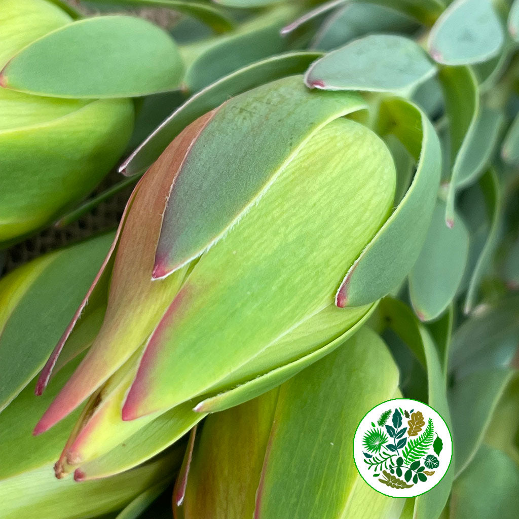 Leucadendron &#39;Procerum&#39; (Various Lengths)