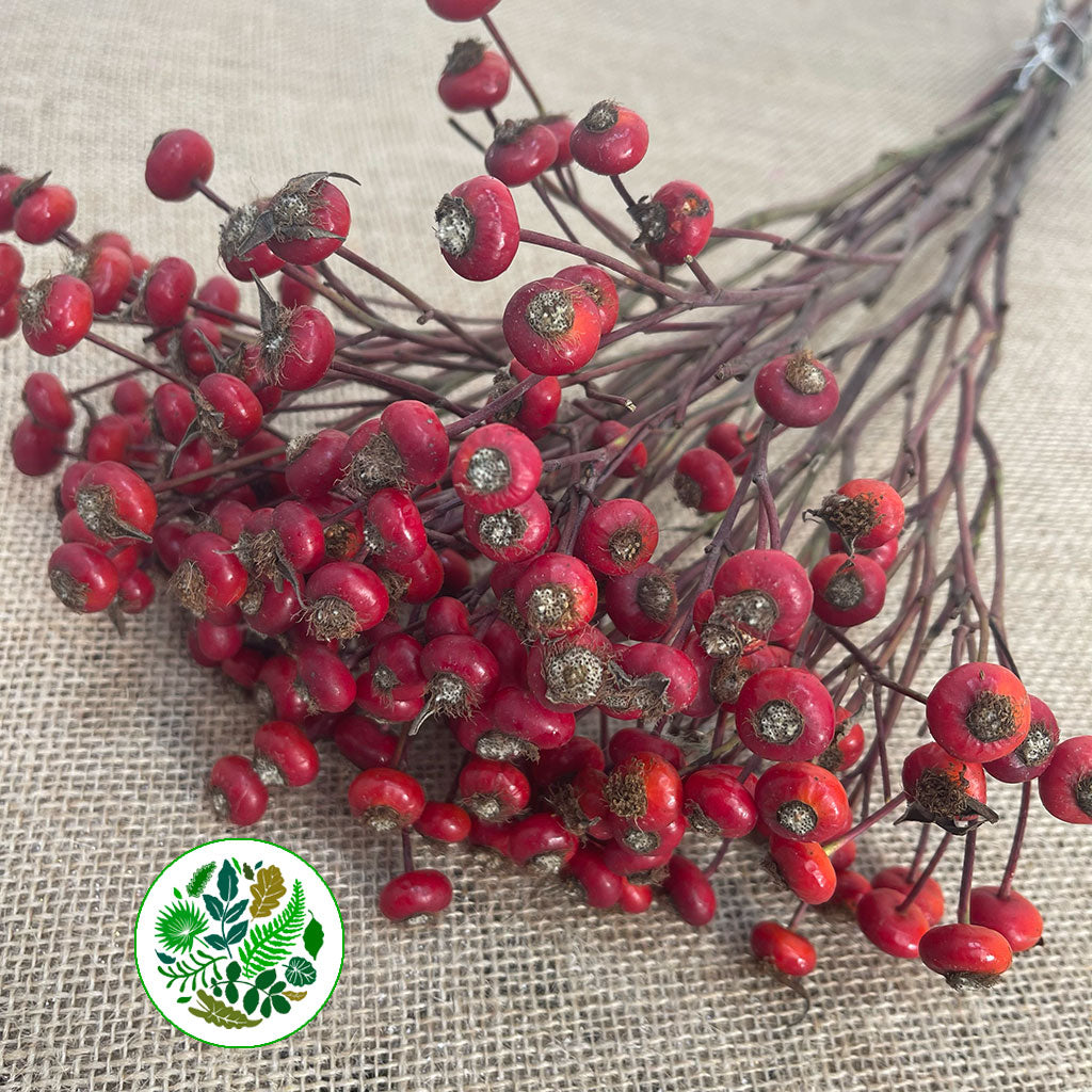 Rose Hips 'Sensational Fantasy' (Various Heights)