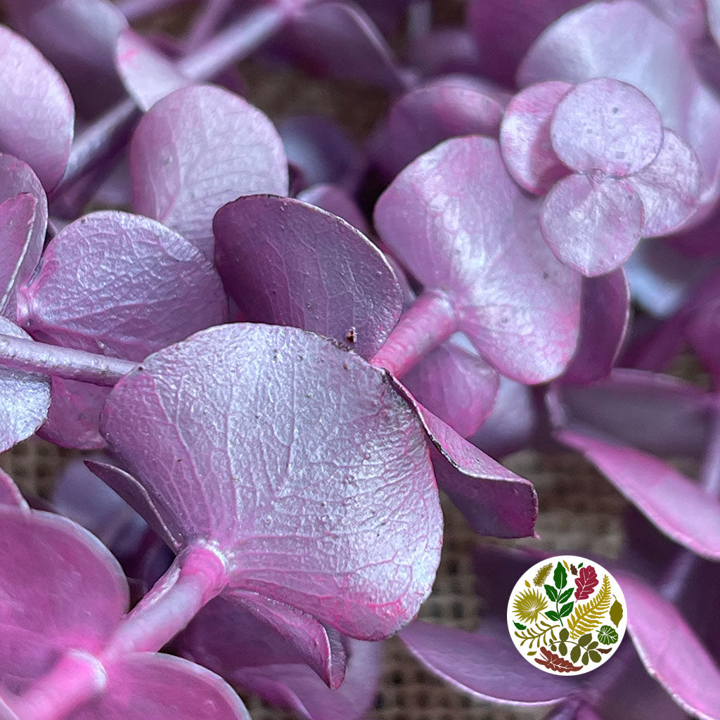 Eucalyptus 'Baby Blue' (Preserved & Painted) (DRY) (Various Colours)