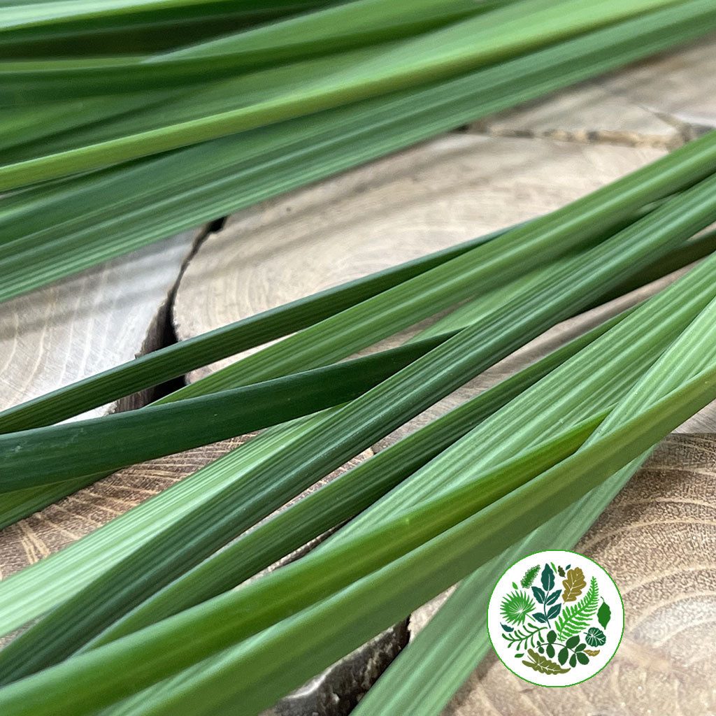 Lily Grass (Liriope Green) (Various Sizes)