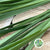 Lily Grass (Liriope Green) (Various Sizes)