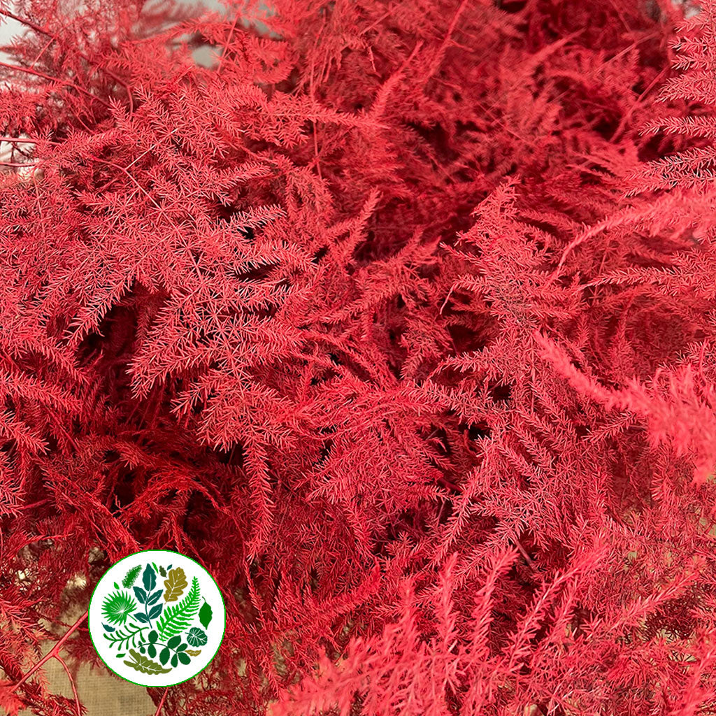 Fern 'Asparagus' (Painted) 85cm (Various Colours) (x50)